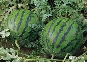 泰国西瓜最新爆料,揭秘神秘事件背后的真相 第3张 泰国西瓜最新爆料,揭秘神秘事件背后的真相 第3张